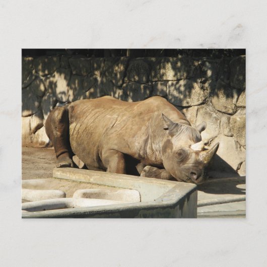 Slaapende Rhino Briefkaart (Voorkant)