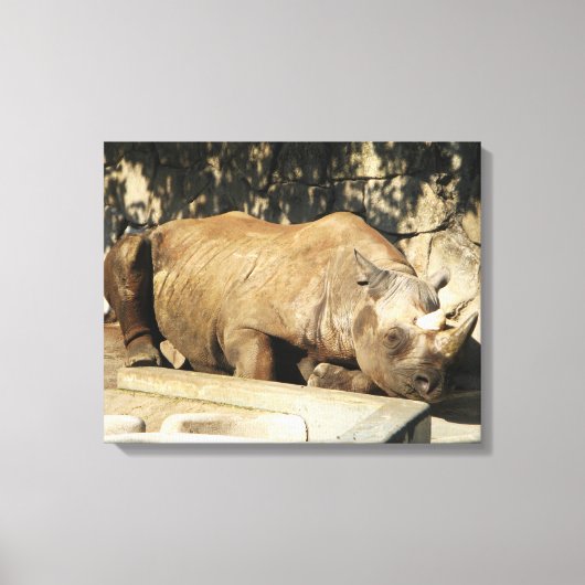 Slaapende Rhino Canvas Afdruk (Voorkant)