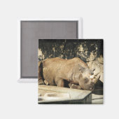 Slaapende Rhino Magneet (Voorkant / Achterkant)