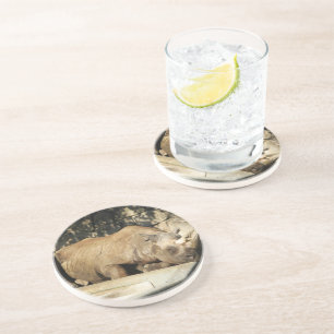 Slaapende Rhino Zandsteen Onderzetter