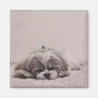 Slaapende sjiitische tzu-magneet, slaaphond magneet