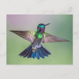 Slaapende vogelvlucht in Costa Rica Briefkaart