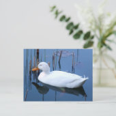 Slaapende witte duck reflectie briefkaart (Staand voorkant)