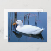 Slaapende witte duck reflectie briefkaart (Voorkant / Achterkant)