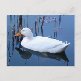 Slaapende witte duck reflectie briefkaart