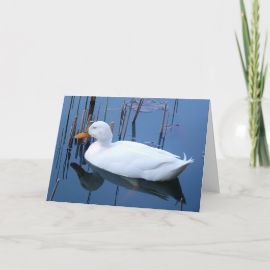 Slaapende witte duck reflectie kaart (Voorkant)