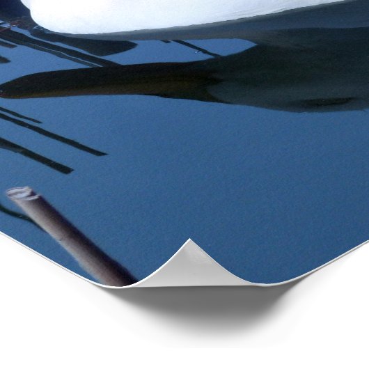 Slaapende witte duck reflectie poster (Hoek)