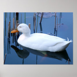 Slaapende witte duck reflectie poster