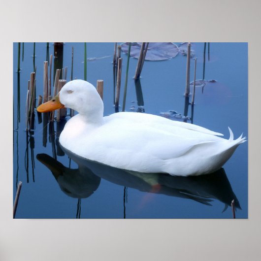 Slaapende witte duck reflectie poster (Voorkant)