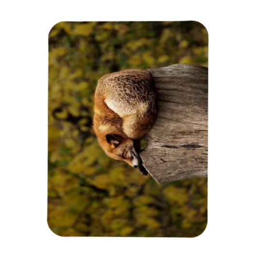 Slaapfoto Magneet (Verticaal)