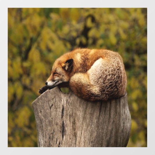 Slaapfoto Raamsticker (Vel)