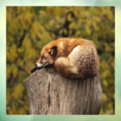 Slaapfoto Raamsticker (Vel 3)