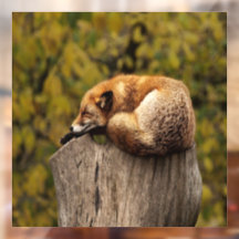 Slaapfoto