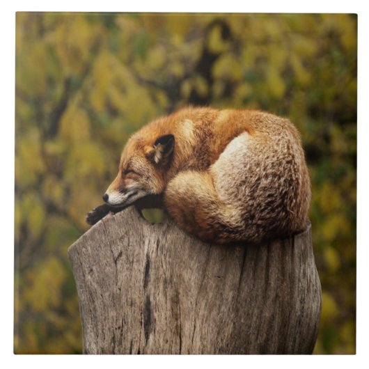 Slaapfoto Tegeltje (Voorkant)