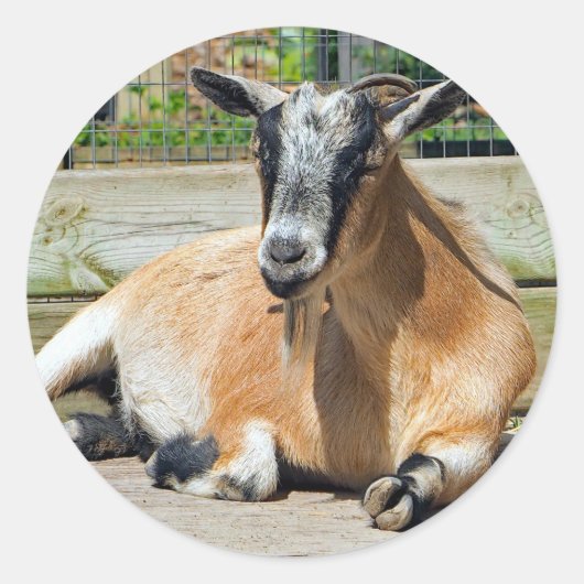 Slaapfoto van Cute Brown Goat Ronde Sticker (Voorkant)