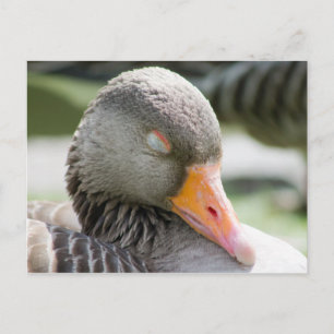 Slaapgans Briefkaart