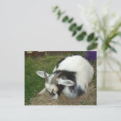 Slaapgeit Briefkaart (Staand voorkant)