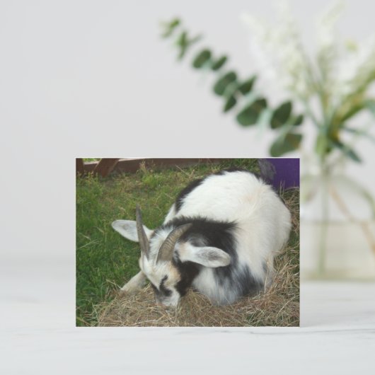 Slaapgeit Briefkaart (Staand voorkant)