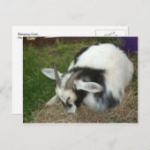 Slaapgeit Briefkaart (Voorkant / Achterkant)