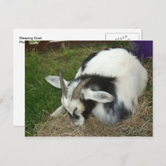 Slaapgeit Briefkaart (Voorkant / Achterkant)