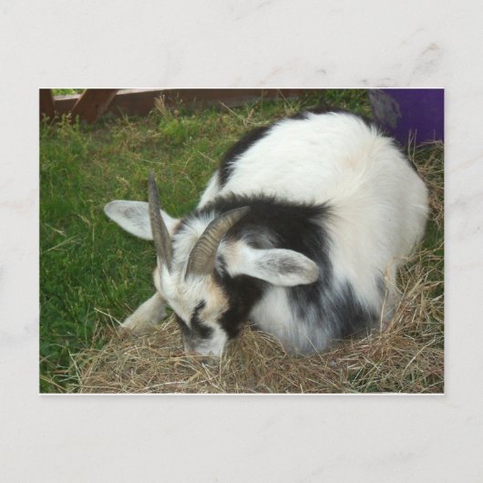Slaapgeit Briefkaart (Voorkant)