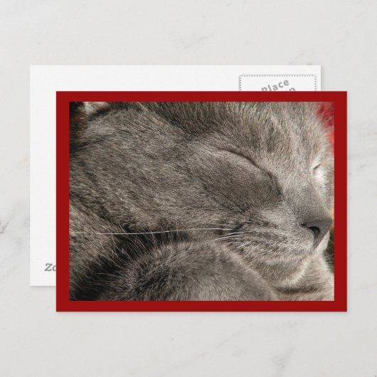 Slaapgrijs briefkaart (Voorkant / Achterkant)