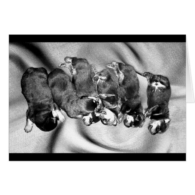 slaaphoofdrottweiler-puppies (Voorkant Horizontaal)