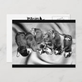 slaaphoofdrottweiler-puppies briefkaart (Voorkant / Achterkant)