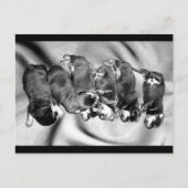 slaaphoofdrottweiler-puppies briefkaart (Voorkant)