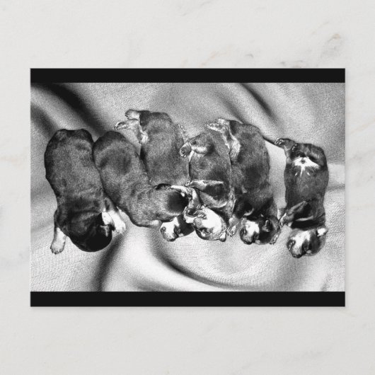 slaaphoofdrottweiler-puppies briefkaart (Voorkant)