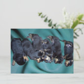 slaaphoofdrottweiler-puppies kaart (Staand voorkant)