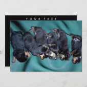 slaaphoofdrottweiler-puppies kaart (Voorkant / Achterkant)