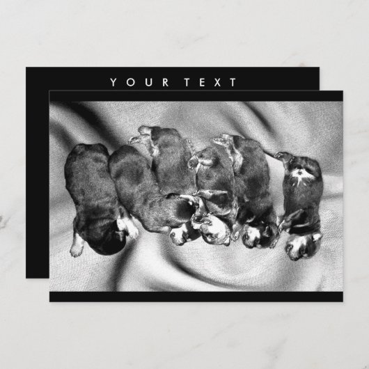 slaaphoofdrottweiler-puppies kaart (Voorkant / Achterkant)