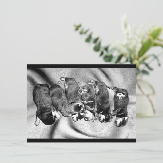 slaaphoofdrottweiler-puppies kaart (Staand voorkant)