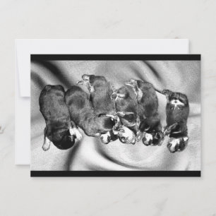 slaaphoofdrottweiler-puppies kaart