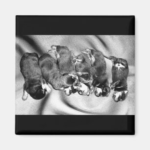 slaaphoofdrottweiler-puppies magneet