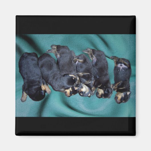 slaaphoofdrottweiler-puppies magneet (Voorkant)