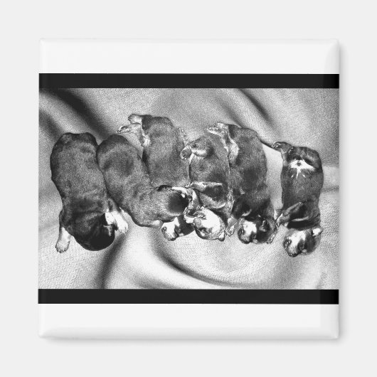 slaaphoofdrottweiler-puppies magneet (Voorkant)