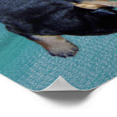 slaaphoofdrottweiler-puppies poster (Hoek)