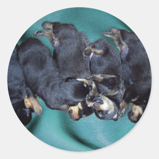 slaaphoofdrottweiler-puppies ronde sticker (Voorkant)
