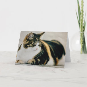 Slaapkat Kaart Calico Cat