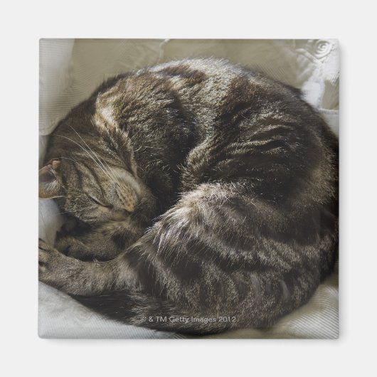 Slaapkat Magneet (Voorkant)