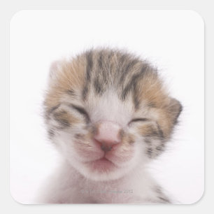 Slaapkeuten, sluiting van het hoofd vierkante sticker