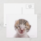Slaapkitten Briefkaart (Voorkant / Achterkant)