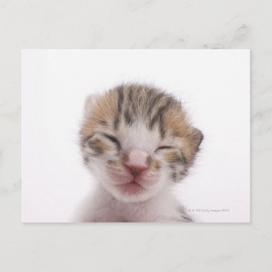 Slaapkitten Briefkaart (Voorkant)