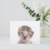 Slaapkitten Briefkaart (Staand voorkant)
