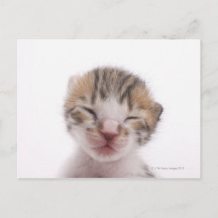 Slaapkitten Briefkaart