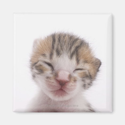 Slaapkitten Magneet (Voorkant)