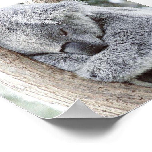 slaapkoala baby poster (Hoek)