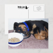 slaapkop rottweiler. briefkaart (Voorkant / Achterkant)